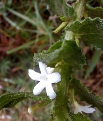 Oftia africana (Oftia africana)
