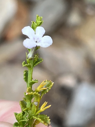 Oftia glabra (Oftia glabra)