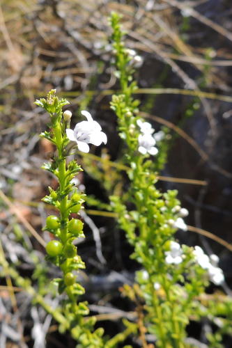Oftia glabra (Oftia glabra)