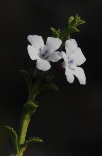 Oftia glabra (Oftia glabra)
