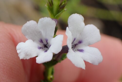 Oftia glabra (Oftia glabra)