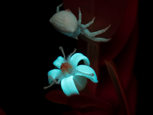 Olax angulata (Olax angulata)