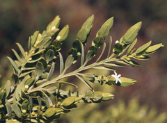 Olax angulata (Olax angulata)