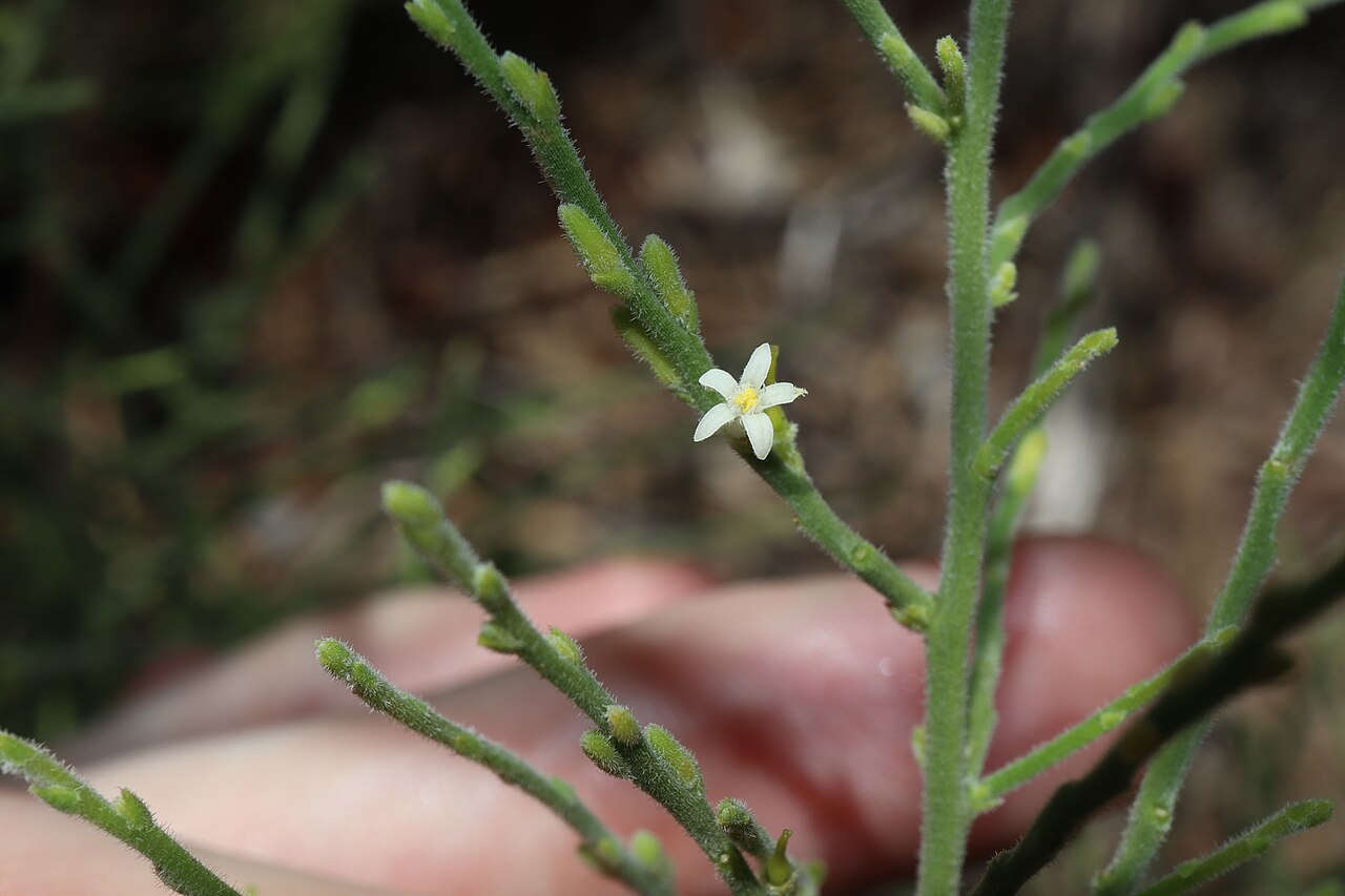 Olax aphylla: Olax aphylla. Species of plant.