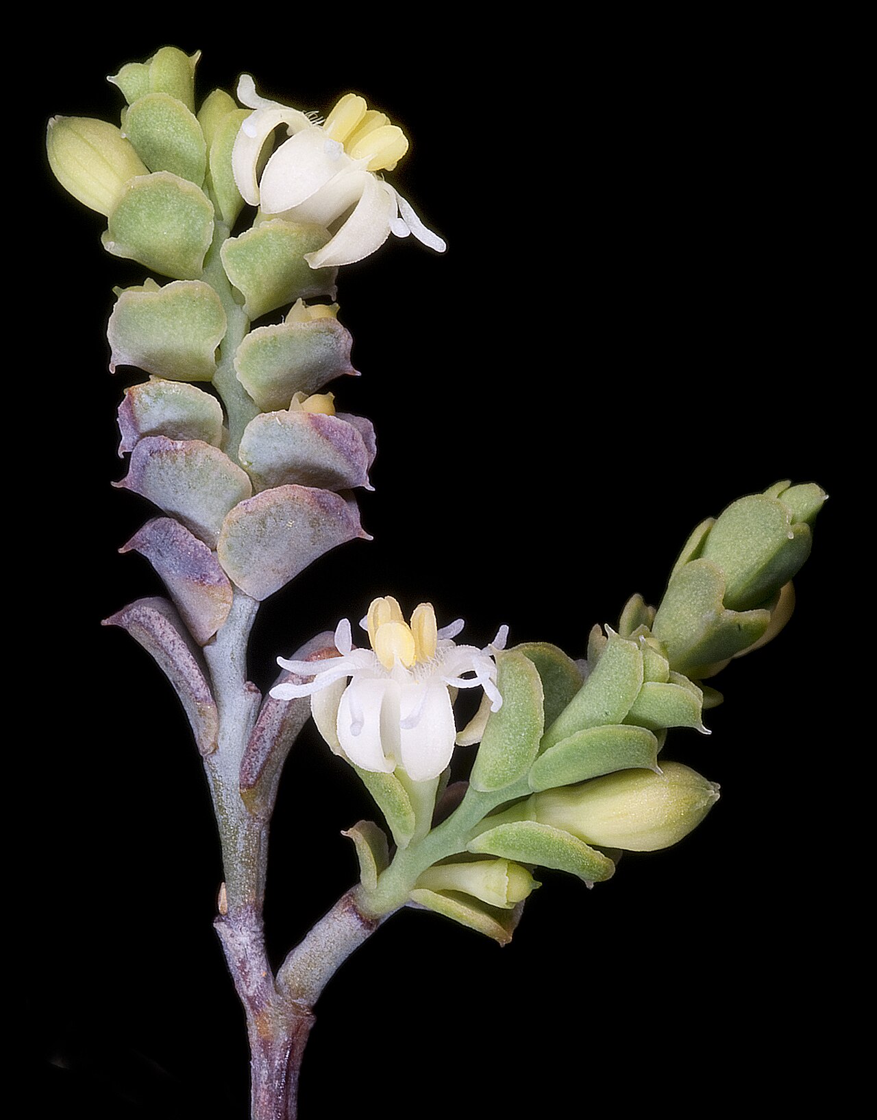 Olax benthamiana: KRT4185