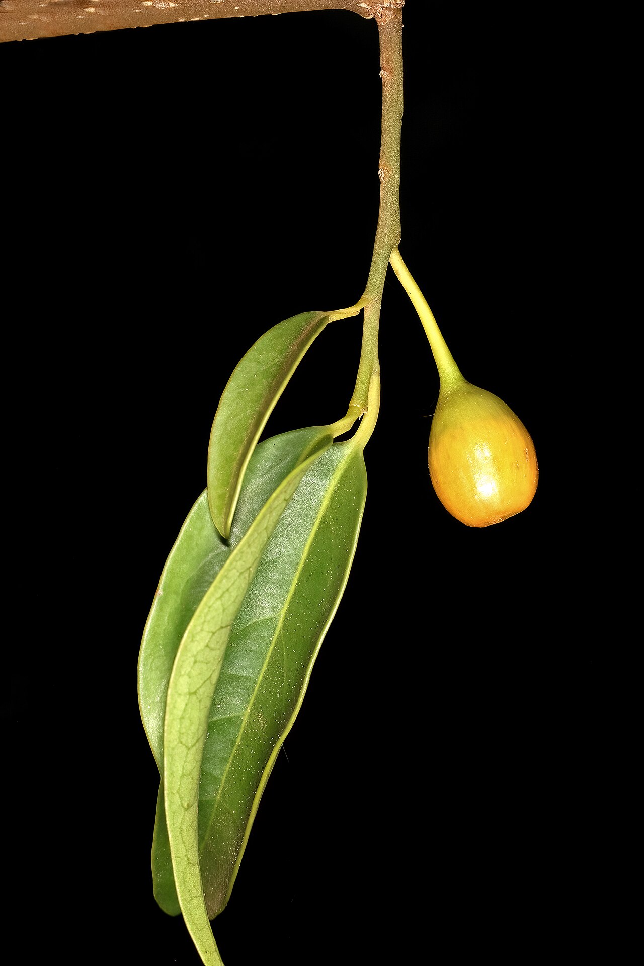 Kamasa: Olax dissitiflora , fruit; Malalane, in thicket, on road to Serenity Mountain and Forest Lodge, Mpumalanga, South Africa