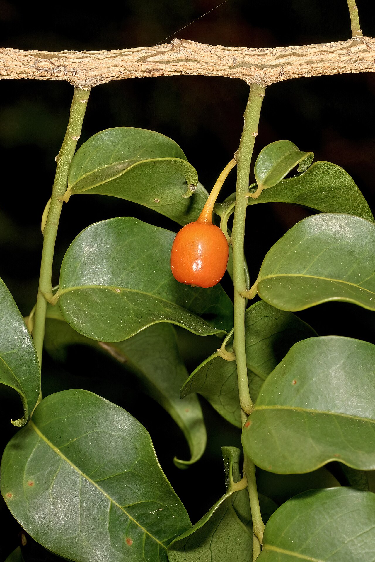 Kamasa: Olax dissitiflora , fruit; Malalane, in thicket, on road to Serenity Mountain and Forest Lodge, Mpumalanga, South Africa