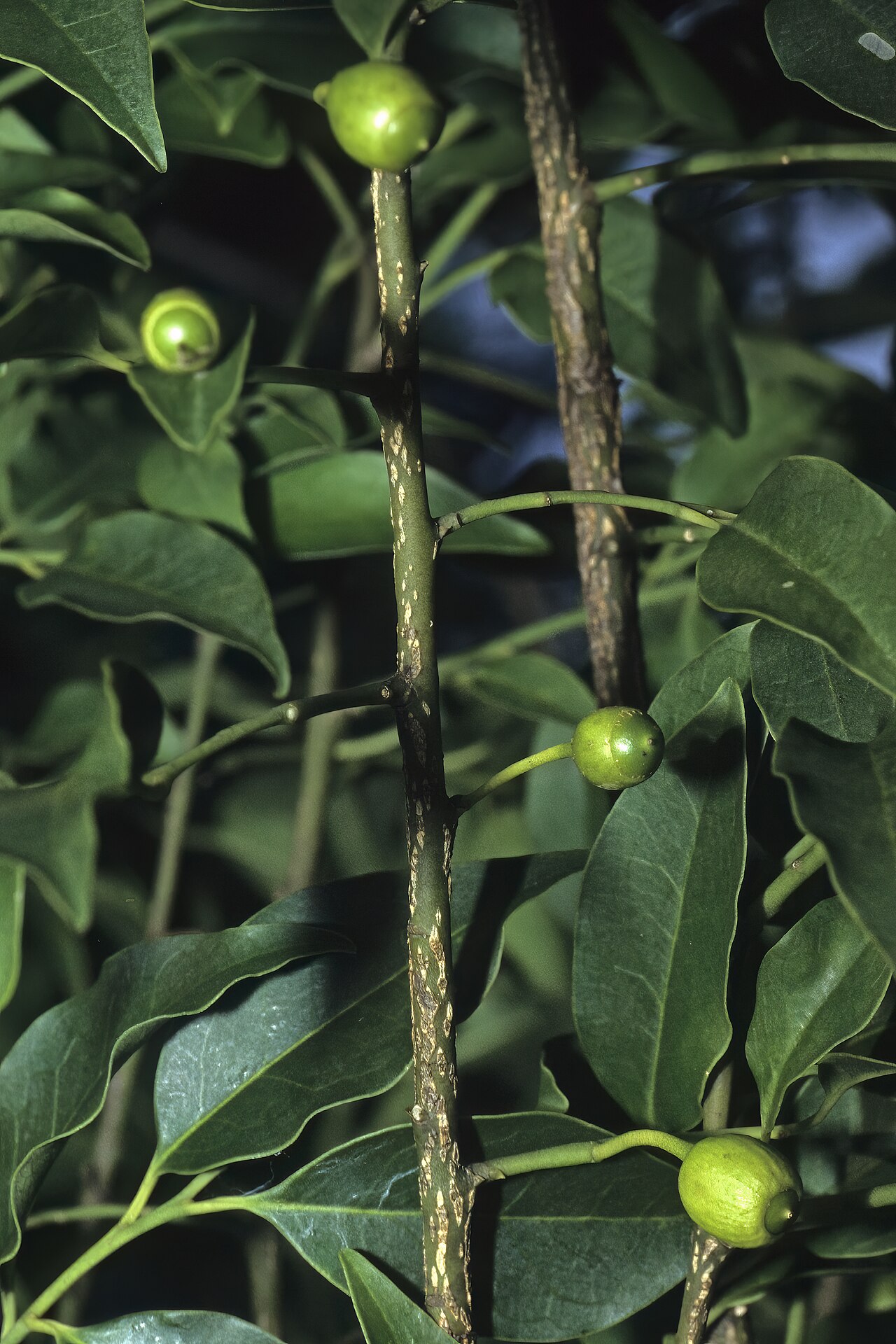 Kamasa: Olax dissitiflora , developing fruit; Licuati Thicket near Tinonganine, Maputo Province, southern Mozambique