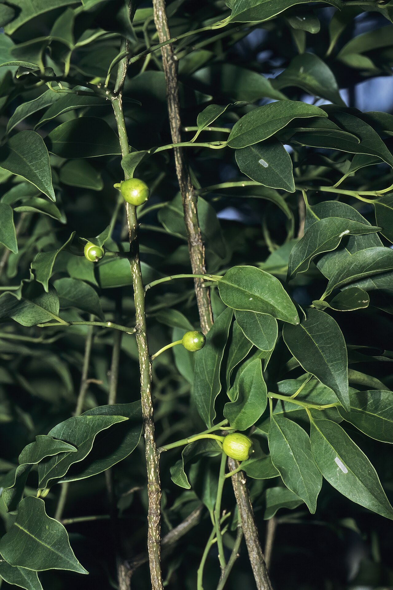 Kamasa: Olax dissitiflora , developing fruit; Licuati Thicket near Tinonganine, Maputo Province, southern Mozambique