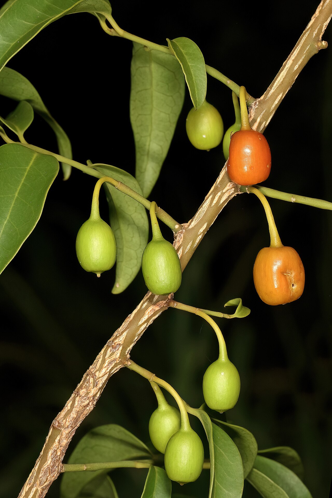 Kamasa: Olax dissitiflora , fruit; Malalane, in thicket, on road to Serenity Mountain and Forest Lodge, Mpumalanga, South Africa