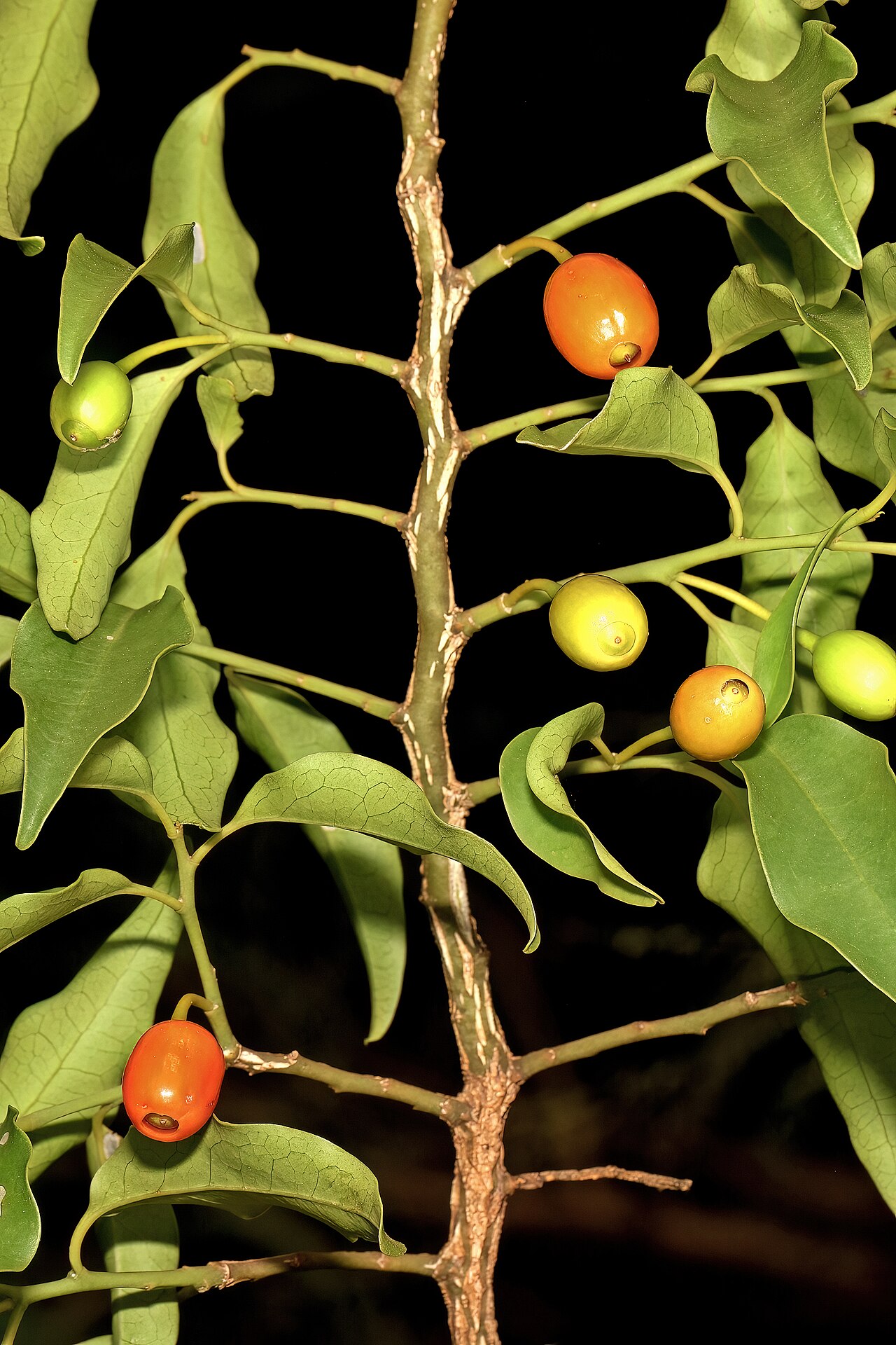 Kamasa: Olax dissitiflora , fruit; Malalane, in thicket, on road to Serenity Mountain and Forest Lodge, Mpumalanga, South Africa