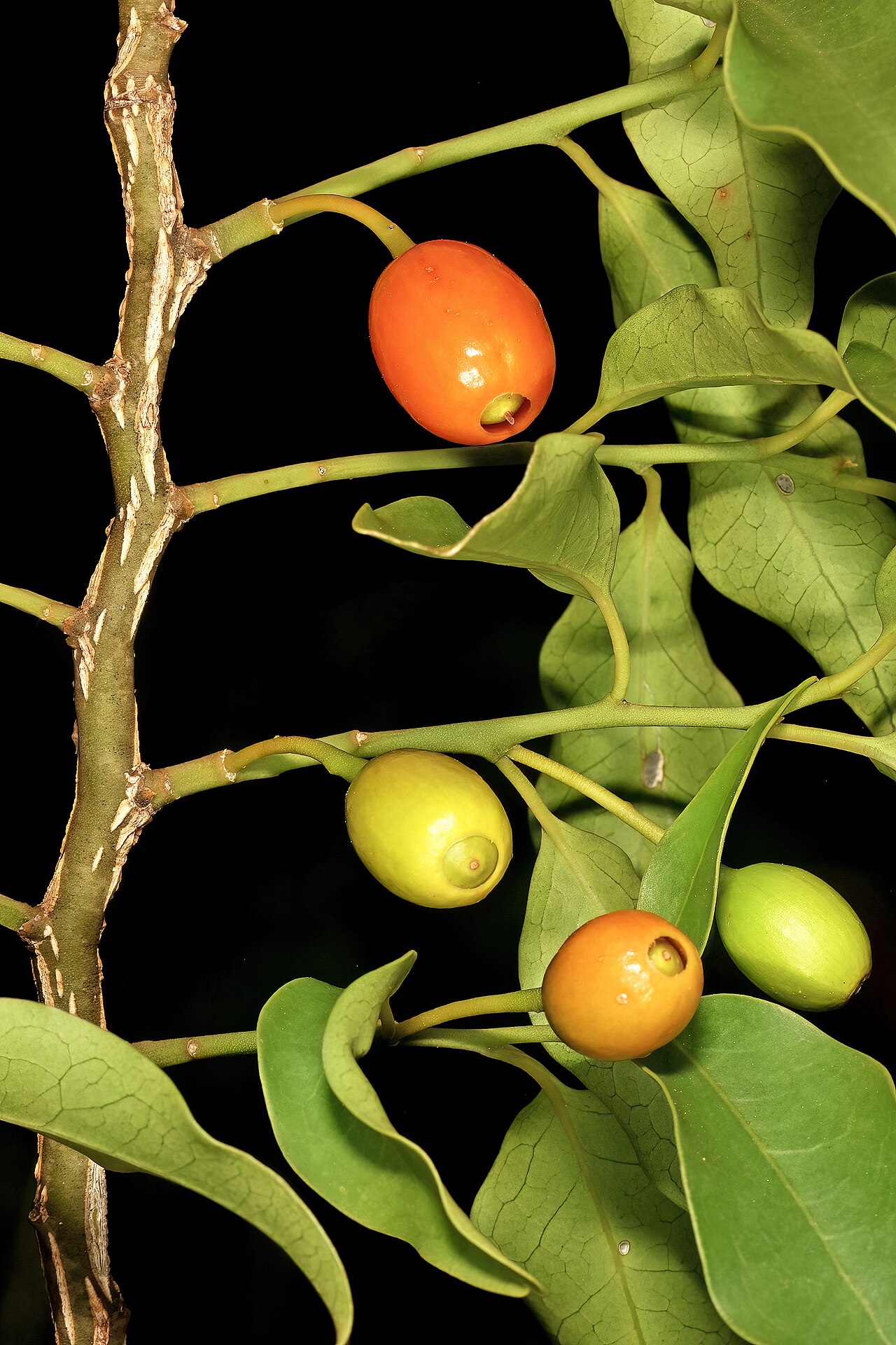 Kamasa: Olax dissitiflora , fruit; Malalane, in thicket, on road to Serenity Mountain and Forest Lodge, Mpumalanga, South Africa