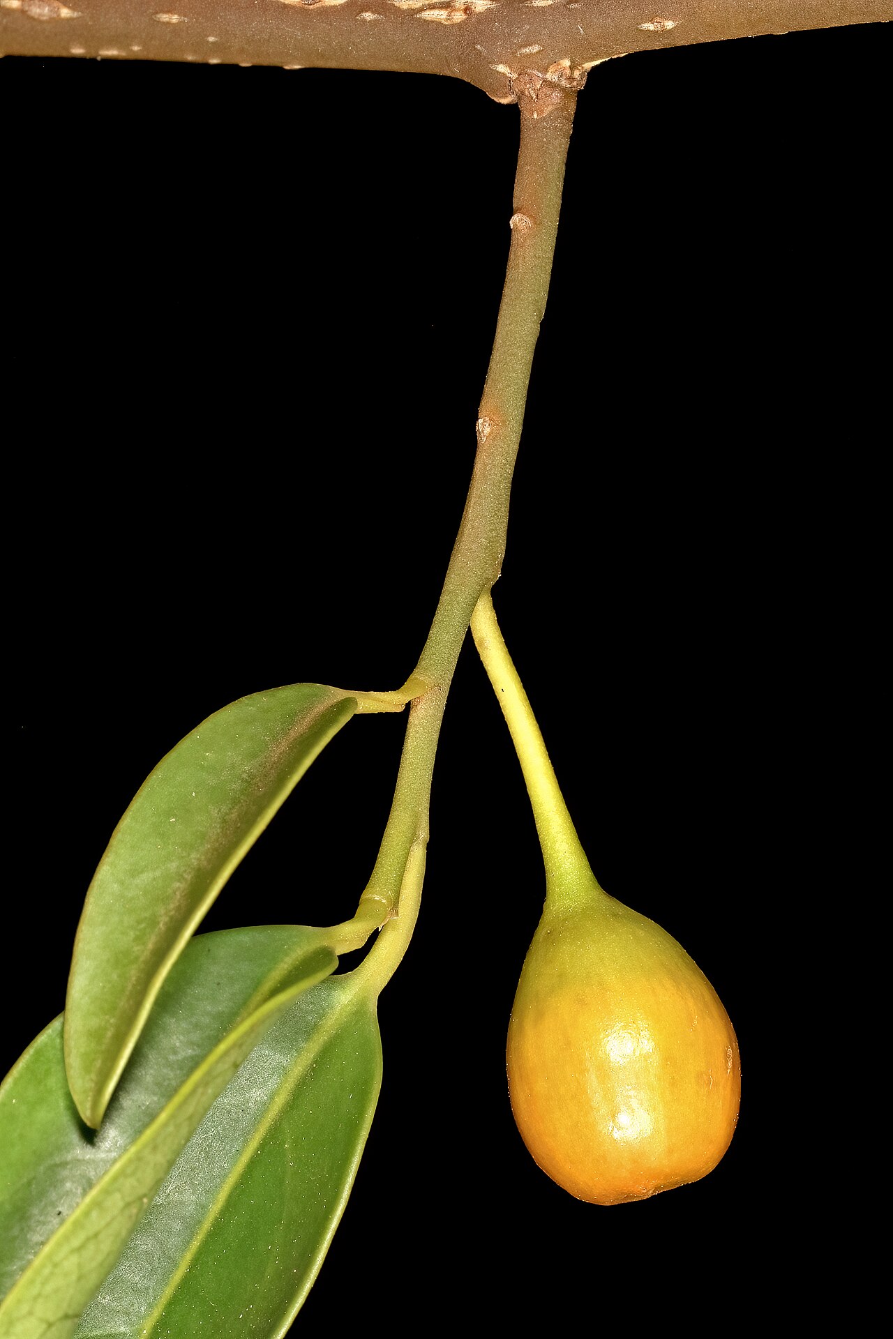 Kamasa: Olax dissitiflora , fruit; Malalane, in thicket, on road to Serenity Mountain and Forest Lodge, Mpumalanga, South Africa