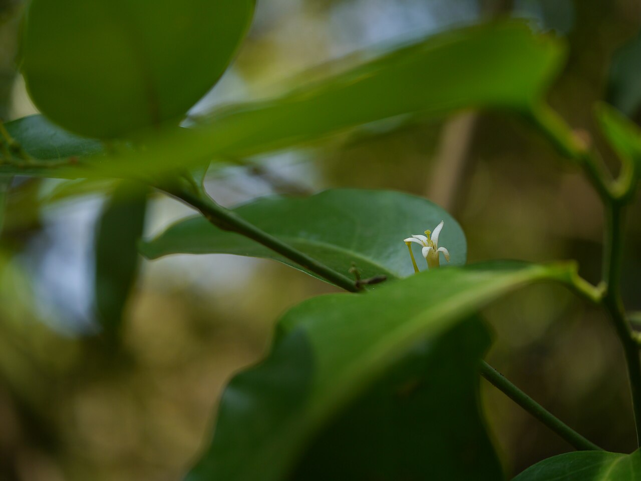 Olax: Olacaceae (sour plum family) » Olax imbricata Roxb. OH-laks -- smelling; referring to plants' odorous nature ... A Latin Dictionary im-brih-KAY-tuh -- shingled,