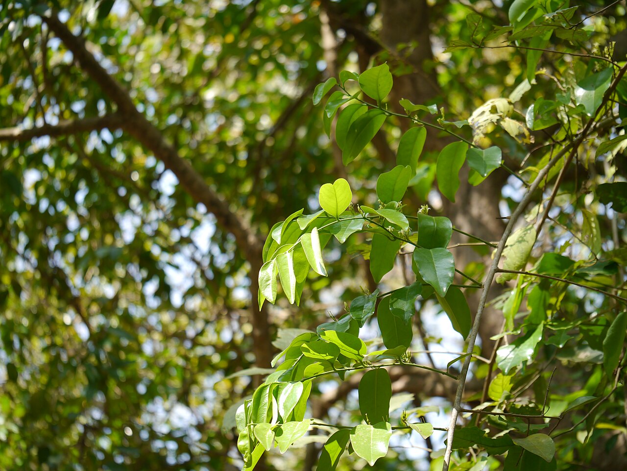 Olax: Olacaceae (sour plum family) » Olax imbricata Roxb. OH-laks -- smelling; referring to plants' odorous nature ... A Latin Dictionary im-brih-KAY-tuh -- shingled,