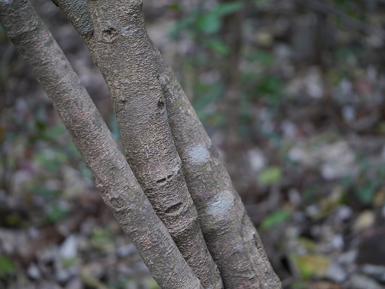 Olax: Olacaceae (sour plum family) » Olax imbricata Roxb. OH-laks -- smelling; referring to plants' odorous nature ... A Latin Dictionary im-brih-KAY-tuh -- shingled,