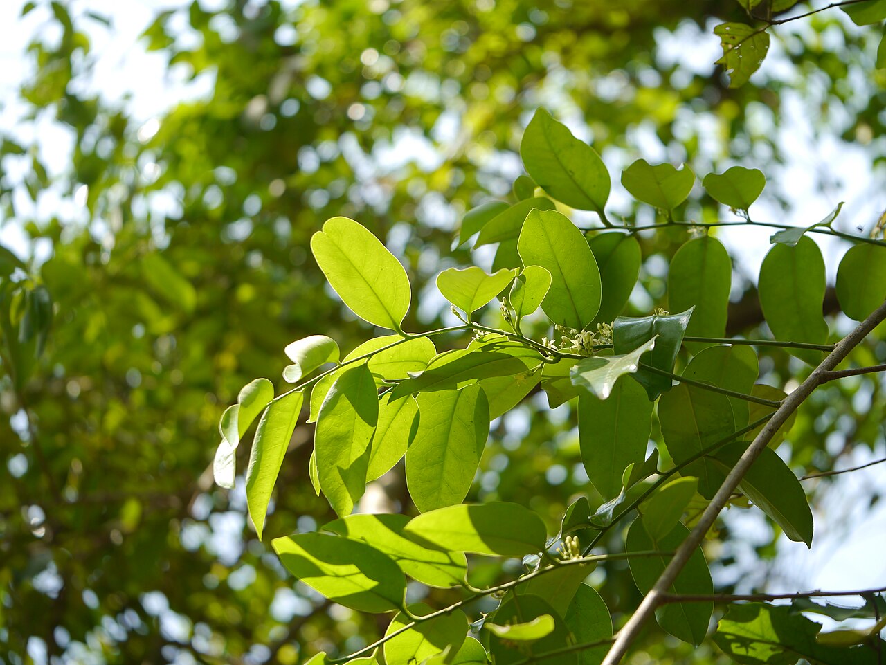 Olax: Olacaceae (sour plum family) » Olax imbricata Roxb. OH-laks -- smelling; referring to plants' odorous nature ... A Latin Dictionary im-brih-KAY-tuh -- shingled,