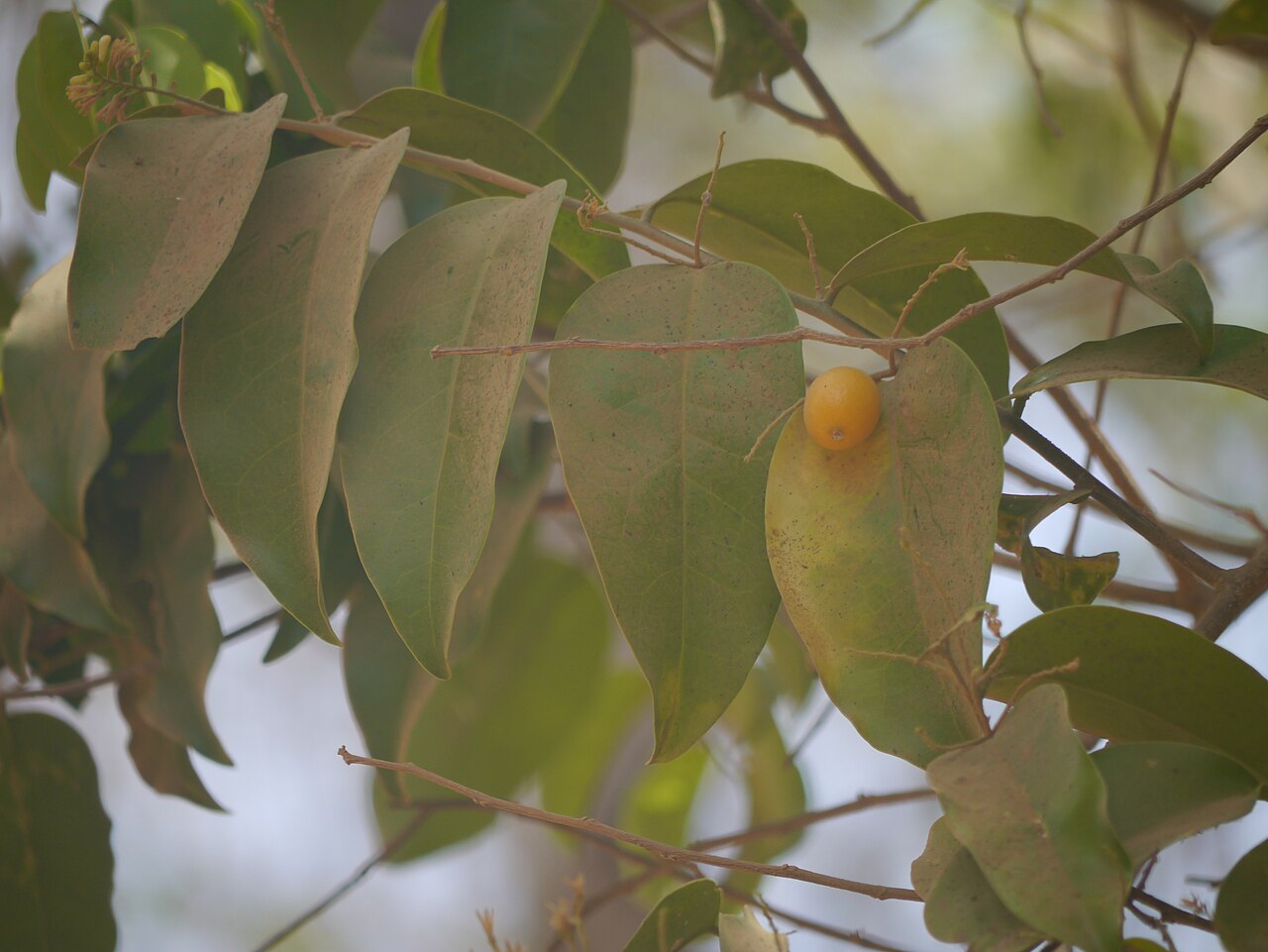 Olax: Olacaceae (sour plum family) » Olax imbricata Roxb. OH-laks -- smelling; referring to plants' odorous nature ... A Latin Dictionary im-brih-KAY-tuh -- shingled,