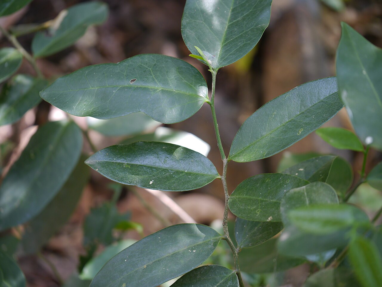 Olax: Olacaceae (sour plum family) » Olax imbricata Roxb. OH-laks -- smelling; referring to plants' odorous nature ... A Latin Dictionary im-brih-KAY-tuh -- shingled,
