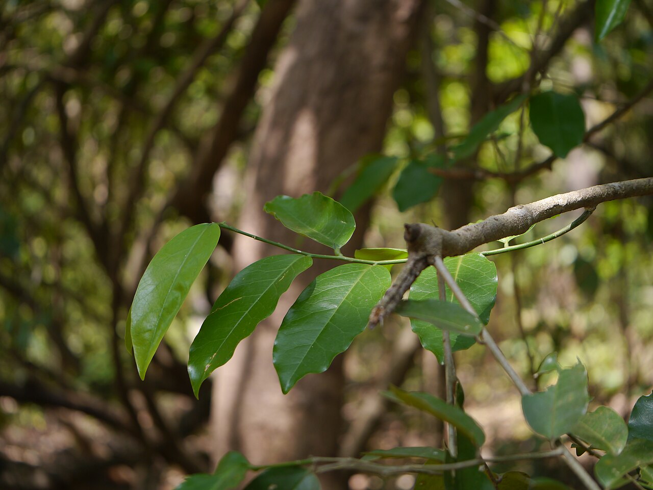 Olax: Olacaceae (sour plum family) » Olax imbricata Roxb. OH-laks -- smelling; referring to plants' odorous nature ... A Latin Dictionary im-brih-KAY-tuh -- shingled,