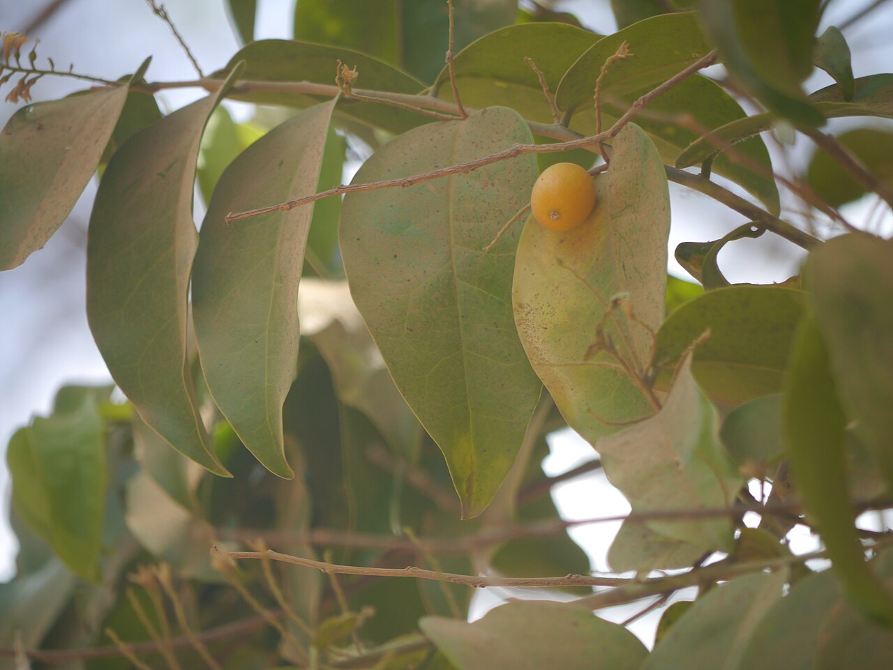 Olax: Olacaceae (sour plum family) » Olax imbricata Roxb. OH-laks -- smelling; referring to plants' odorous nature ... A Latin Dictionary im-brih-KAY-tuh -- shingled,