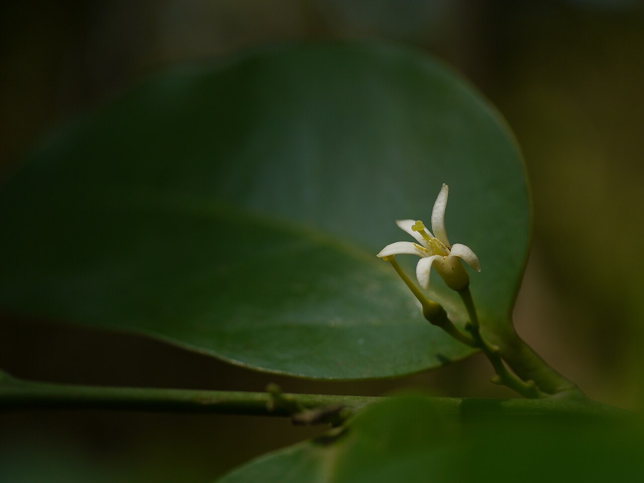 Olax: Olacaceae (sour plum family) » Olax imbricata Roxb. OH-laks -- smelling; referring to plants' odorous nature ... A Latin Dictionary im-brih-KAY-tuh -- shingled,