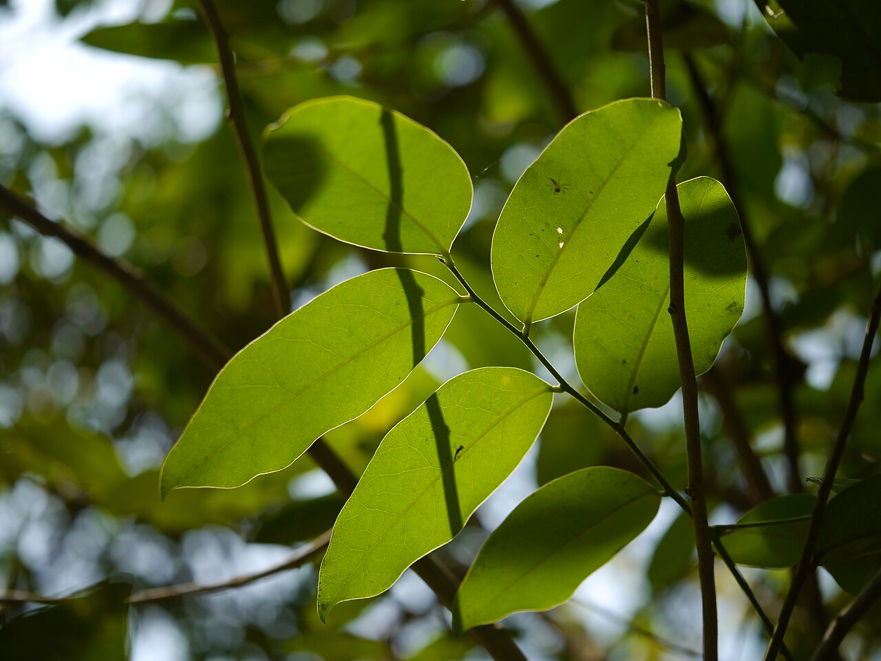 Olax: Olacaceae (sour plum family) » Olax imbricata Roxb. OH-laks -- smelling; referring to plants' odorous nature ... A Latin Dictionary im-brih-KAY-tuh -- shingled,