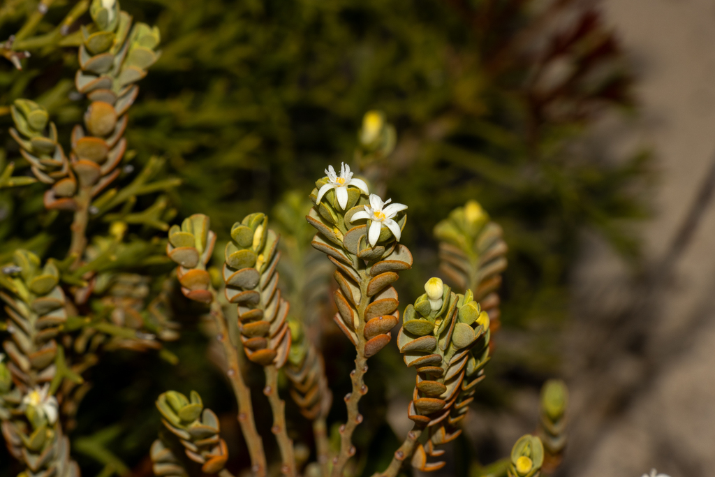 Olax obcordata (Olax obcordata)