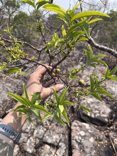 Olax obtusifolia (Olax obtusifolia)
