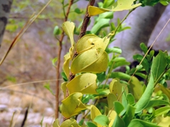 Olax obtusifolia (Olax obtusifolia)