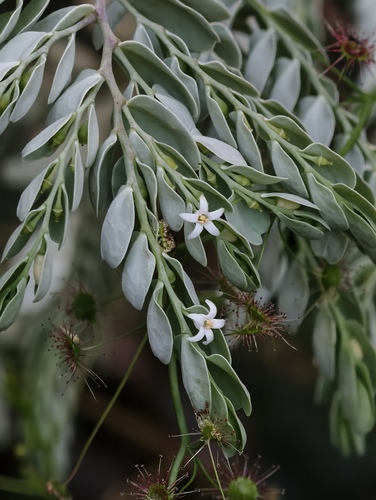 Olax phyllanthi (Olax phyllanthi)