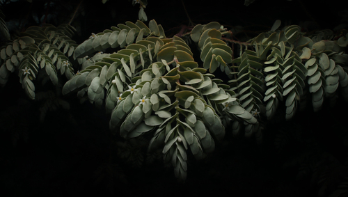 Olax phyllanthi (Olax phyllanthi)
