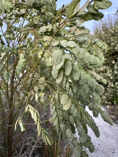 Olax phyllanthi (Olax phyllanthi)
