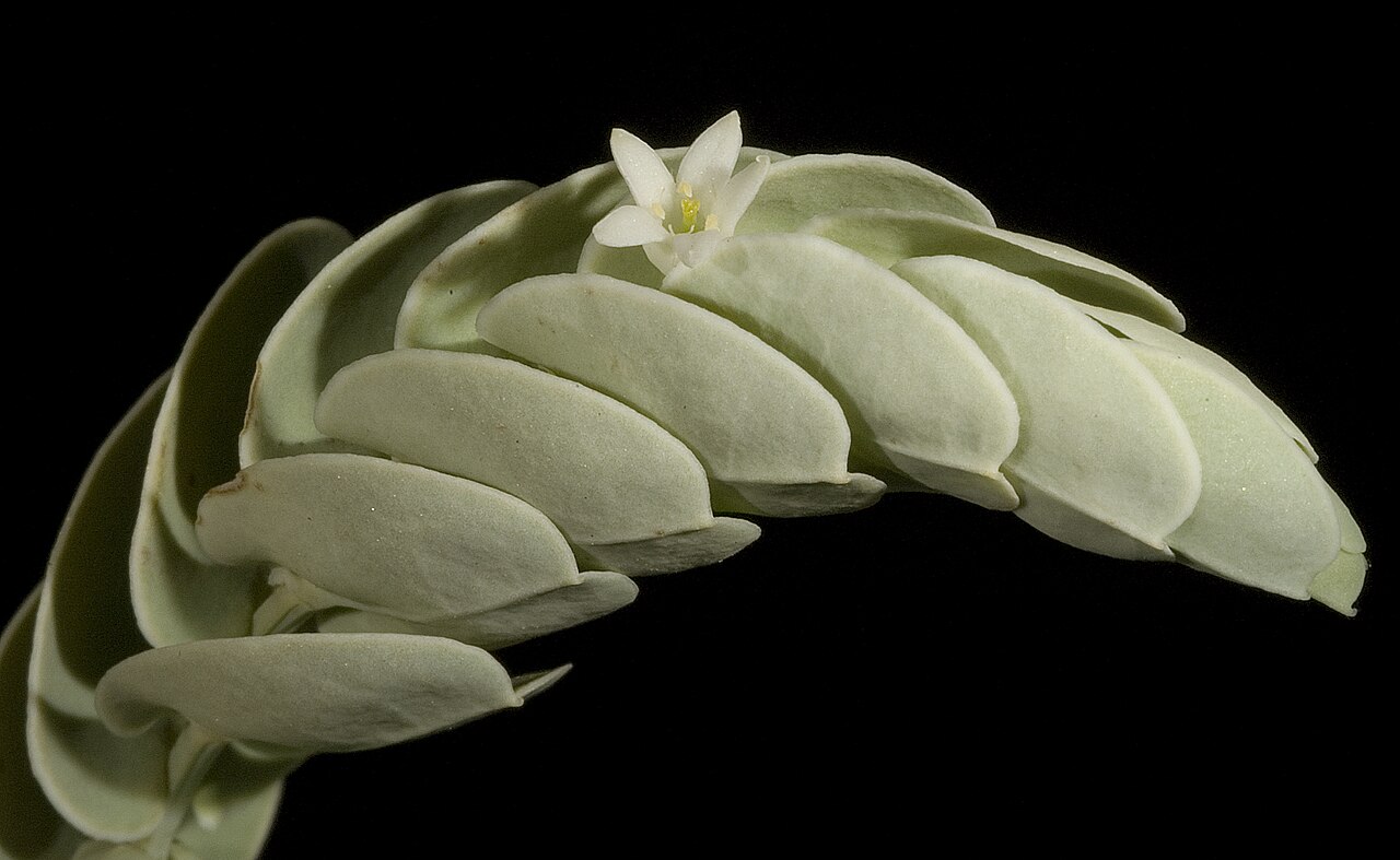 Olax phyllanthi: KRT3137