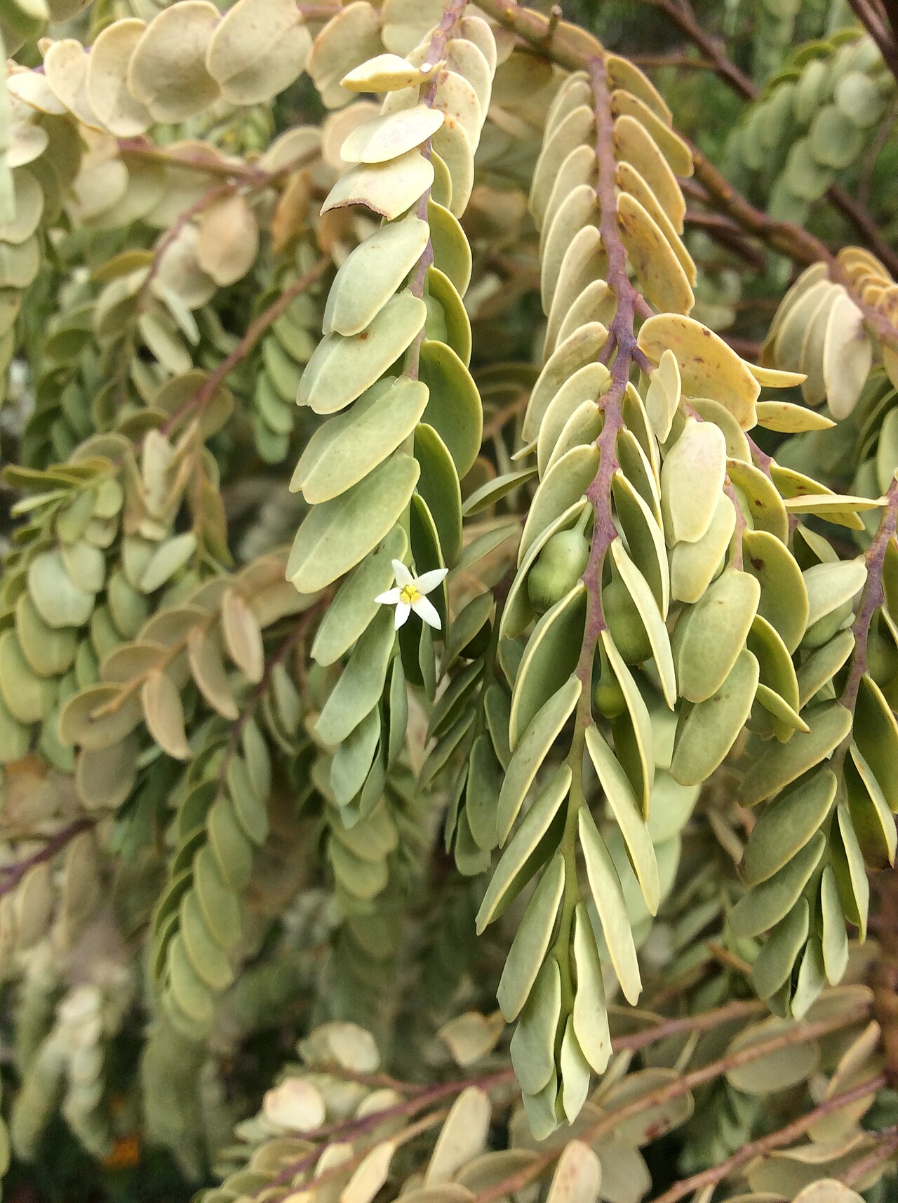 Olax phyllanthi: Olax phyllanthi growing on Mt Adelaide, Albany, Western Australia