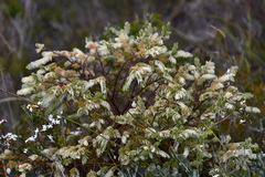 Olax phyllanthi (Olax phyllanthi)