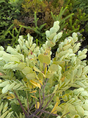 Olax phyllanthi (Olax phyllanthi)
