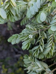 Olax phyllanthi (Olax phyllanthi)