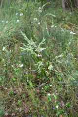 Olax phyllanthi (Olax phyllanthi)