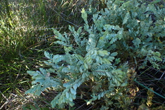 Olax phyllanthi (Olax phyllanthi)
