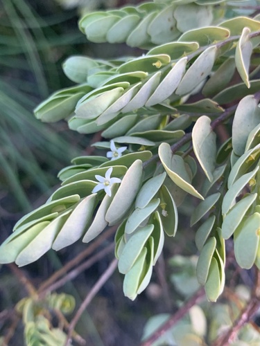 Olax phyllanthi (Olax phyllanthi)