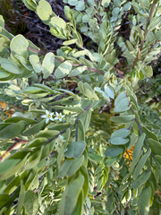 Olax phyllanthi (Olax phyllanthi)