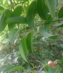 Olax scandens (Olax scandens)
