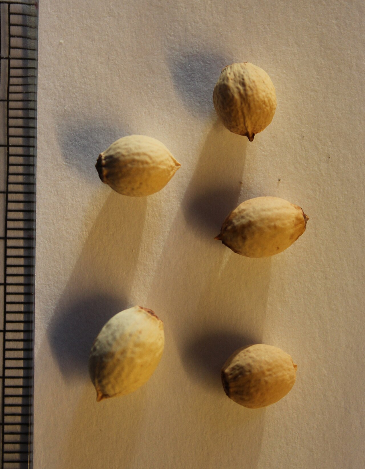 Olax scandens: Olax scandens seeds.