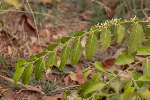 Olax scandens (Olax scandens)
