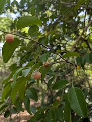 Olax scandens (Olax scandens)