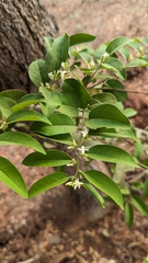 Olax scandens (Olax scandens)