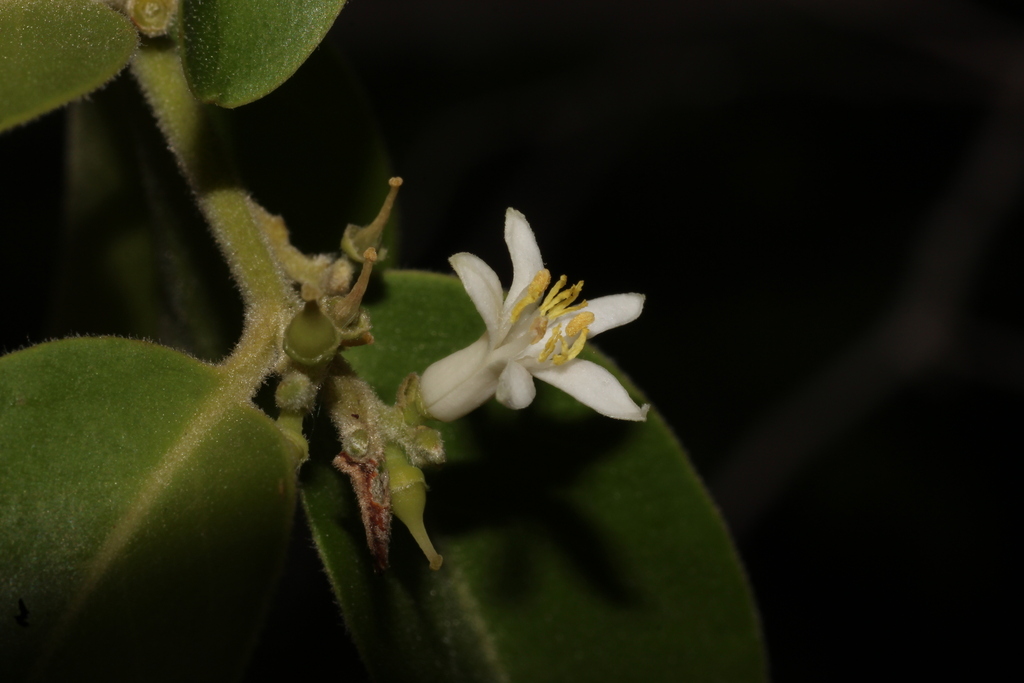 Olax scandens (Olax scandens)