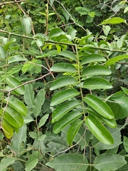 Olax scandens (Olax scandens)
