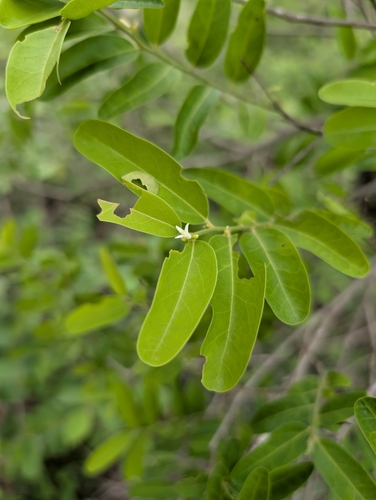 Olax scandens (Olax scandens)